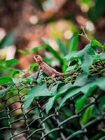 Chameleon on a tree photo