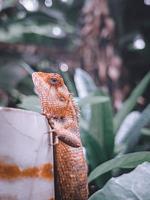 Chameleon on a tree photo