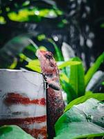 Chameleon on a tree photo