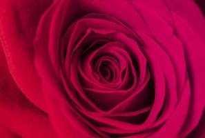 primer plano de la imagen abstracta de pétalos de rosa rosa. día de san valentín, amor y concepto de boda. foto