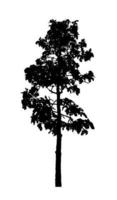 Tree silhouette for brush on white background photo