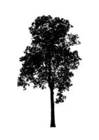 silueta de árbol para pincel sobre fondo blanco foto