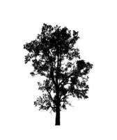 Isolated tree silhouette for brush on white background photo