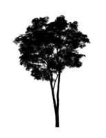 Tree silhouette for brush on white background photo