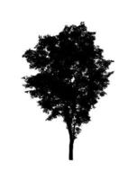 Tree silhouette for brush on white background photo