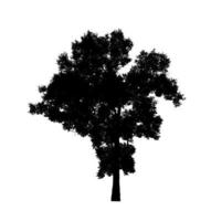 Tree silhouette for brush on white background photo