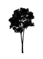 Tree silhouette for brush on white background photo