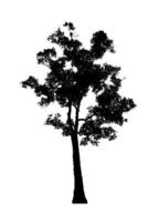 Tree silhouette for brush on white background photo