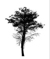 Tree silhouette for brush on white background photo