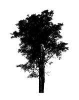 Tree silhouette for brush on white background photo