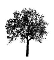 Tree silhouette for brush on white background photo