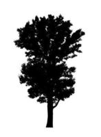 Tree silhouette for brush on white background photo