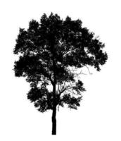 Tree silhouette for brush on white background photo