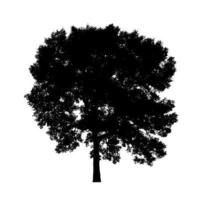 Tree silhouette for brush on white background photo