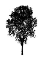 Tree silhouette for brush on white background photo