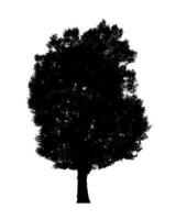 Tree silhouette for brush on white background photo