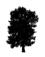 Tree silhouette for brush on white background photo