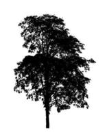 Tree silhouette for brush on white background photo