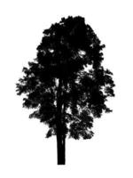 Tree silhouette for brush on white background photo