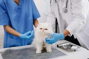 Veterinary for treating sick cats, Maintain animal health Concept, animal hospital photo