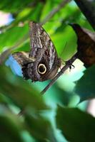 Photo of butterflies in a farm