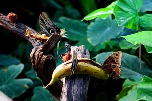 Photo of butterflies in a farm