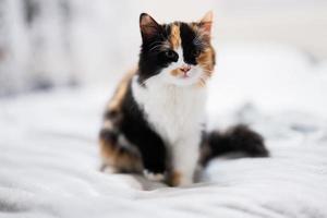 Thre colors brown black white kitty cat on bed. photo