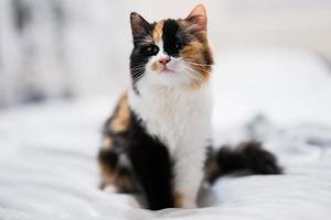 Thre colors brown black white kitty cat on bed. photo