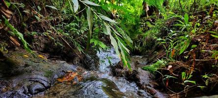 Portrait of a natural river flow that looks clean and far from waste photo