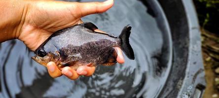 ikan bawal en la mano. cría de parastromateus niger en estanques piscícolas. El pescado palometa negro se usa a menudo como consumo para personas en Asia, por ejemplo, para la gente de Indonesia. foto