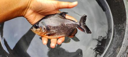 ikan bawal en la mano. cría de parastromateus niger en estanques piscícolas. El pescado palometa negro se usa a menudo como consumo para personas en Asia, por ejemplo, para la gente de Indonesia. foto