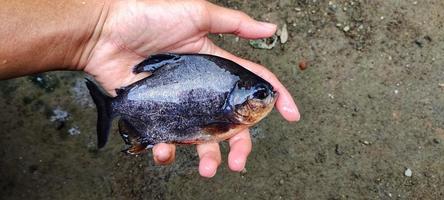 Selection of Parastromateus niger or bramidae fish seeds in fish ponds. Pomfret is often used as consumption for people in Asia, for example for the people of Indonesia. photo