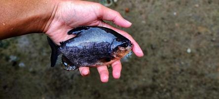 selección de semillas de peces parastromateus niger o bramidae en estanques piscícolas. pomfret se usa a menudo como consumo para personas en asia, por ejemplo, para la gente de indonesia. foto