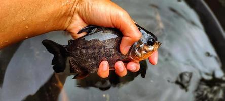 ikan bawal en la mano. cría de parastromateus niger en estanques piscícolas. El pescado palometa negro se usa a menudo como consumo para personas en Asia, por ejemplo, para la gente de Indonesia. foto