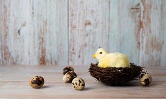 Chicken in nest surrounded with eggs. Easter card banner with place for text photo