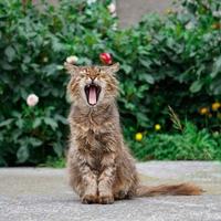 beautiful stray cat looking at the camera, cat portrait photo