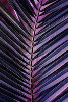 purple palm tree leaves, purple background photo