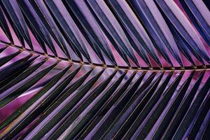 purple palm tree leaves, purple background photo