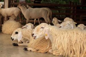 Las ovejas blancas y leonadas se crían en granjas de granjeros para esquilar, vender y mostrar a los pastores como un ecoturismo en las colinas y valles con climas levemente cálidos y frescos para acostumbrarse a las ovejas. foto