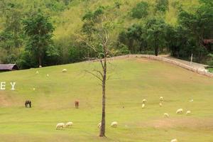 White and taupe sheep are raised on farmer's farms to be sheared, sold and shown to shepherds as an eco-tourism in the warm and slightly cool foothills and valleys to acquaint sheep. photo