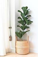 Artificial plant on room corner, Indoor tropical houseplant for home and living room interior photo