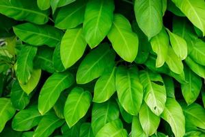 abstract stunning green leaf texture, tropical leaf foliage nature dark green background photo