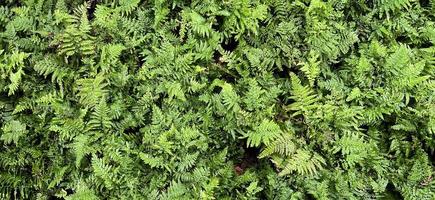 fondo de naturaleza verde. planta fresca de follaje verde oscuro, banner de hojas verdes naturales foto