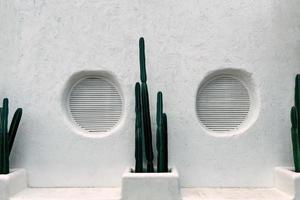 cactus sobre fondo abstracto de textura de casa de pared de hormigón blanco.
