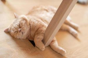 portrait of cute cat laying on the floor. selective focus point photo