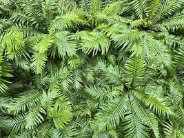 fondo de naturaleza verde. planta fresca de follaje verde oscuro, banner de hojas verdes naturales foto