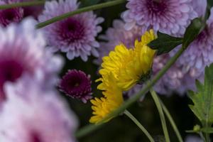 purple flowers surrounding a yellow flower, contrasts of colors, mexico photo