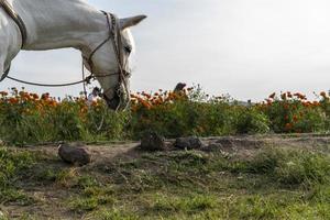 white horse in a field in cempasuchil, mexico photo