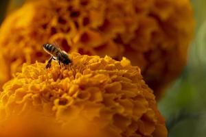 bee eating on cempasuchil flowers in the field close up photo