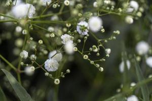 cloud type flower, background, selective focus on background is green vegetation mexico photo